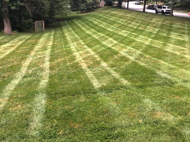 Lawn Maintenance